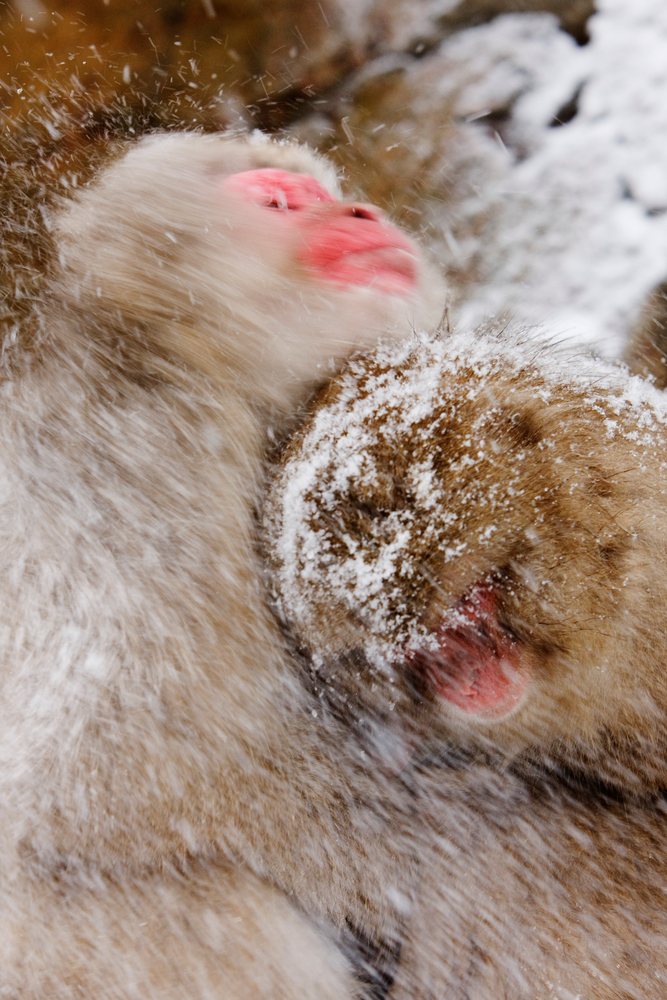 Two Japanese macaques groom each other closely in the snowy winter, Jigokudani Onsen, Nagano, Japan.