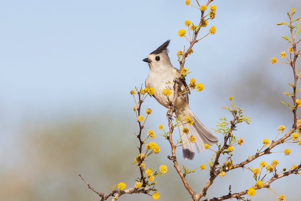 Black-Crested Titmouse perched on a yellow flowering branch at Santa Clara Ranch, Wildlife, McCook, Texas, USA.