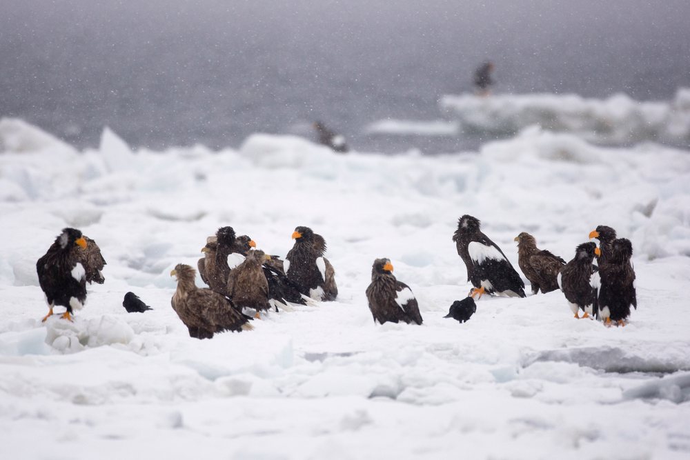 Multiple Steller's sea eagles perched on a snowy ice floe during snowfall in coastal, Hokkaido, Japan.