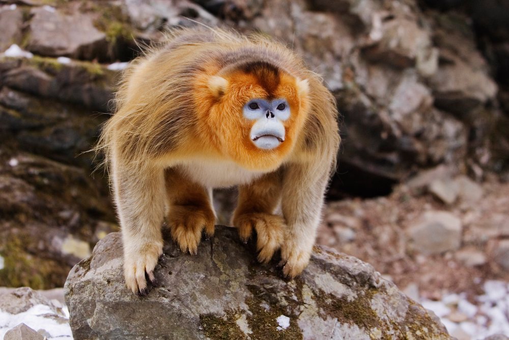 Golden monkey crouches with claws visible on a moss-covered rock amid snowy terrain, Qinling Mountains, Shaanxi Province, China.