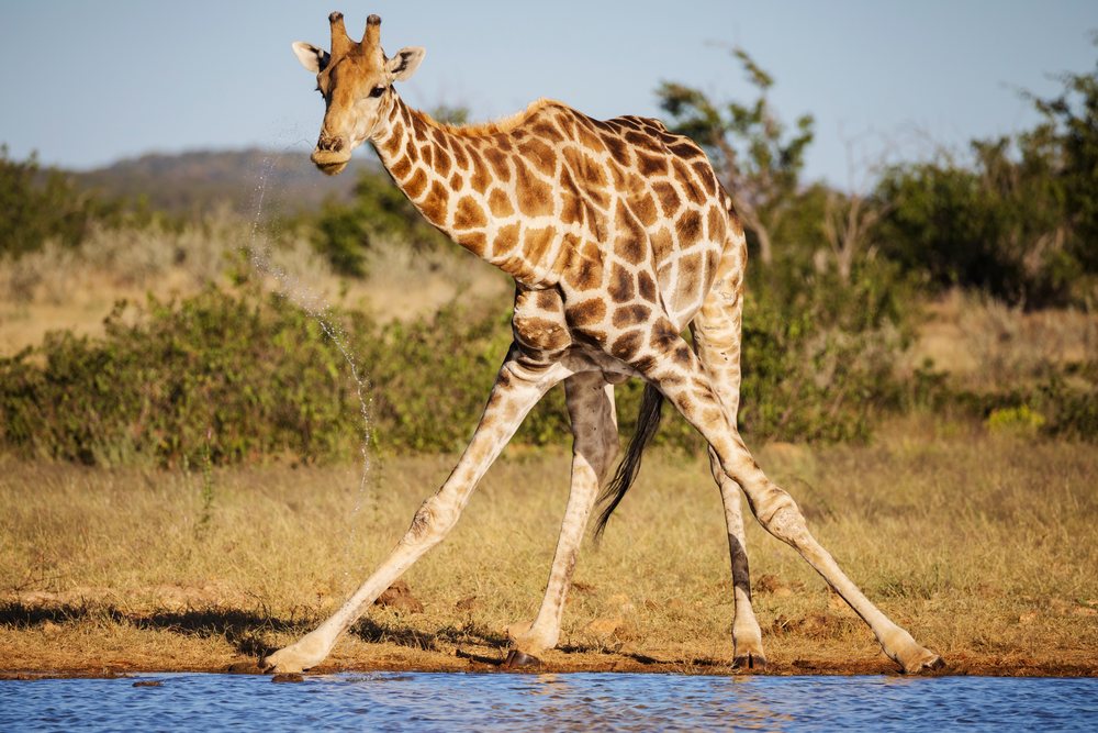 Giraffe drinking water at Rateldraf Waterhole, landscape, wildlife, Etosha National Park, Kunene Region, Namibia.