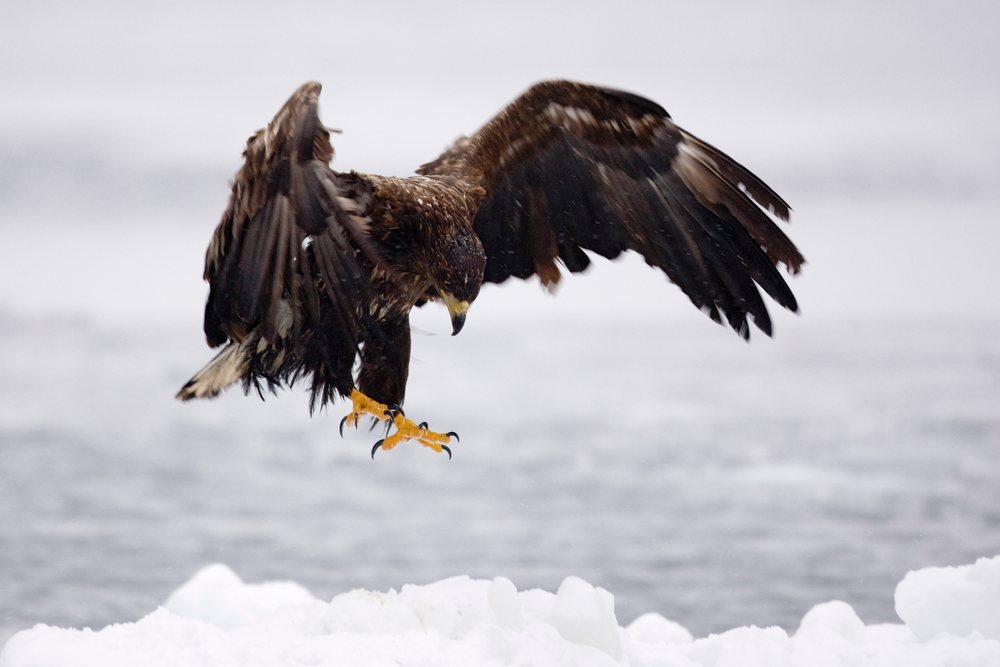 White-tailed eagle lands on a snowy ice floe over the Nemuro Channel, Shiretoko Peninsula, Hokkaido.