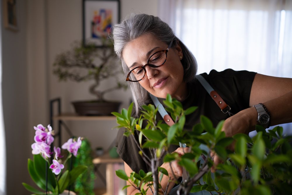 Woman with gray hair and glasses tending to flowering orchid and bonsai tree among houseplants in a sunlit indoor gardening scene, Spain.