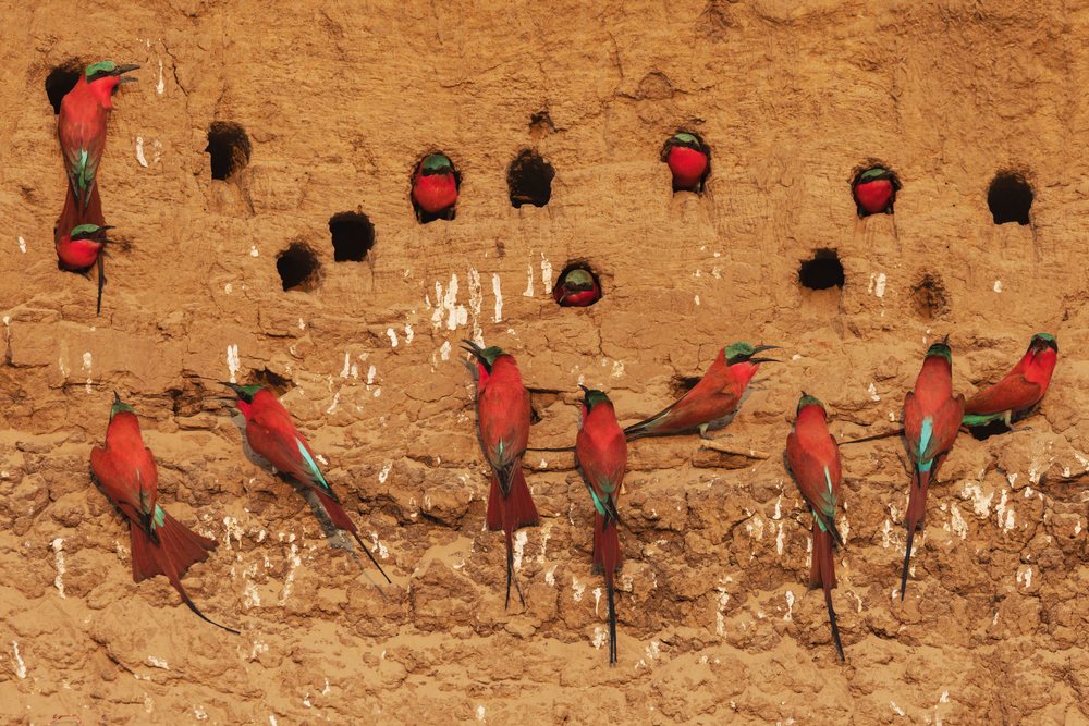 Carmine bee-eaters nesting and perching in holes on a mud wall, Wildlife, Mfuwe, South Luangwa National Park, Zambia.
