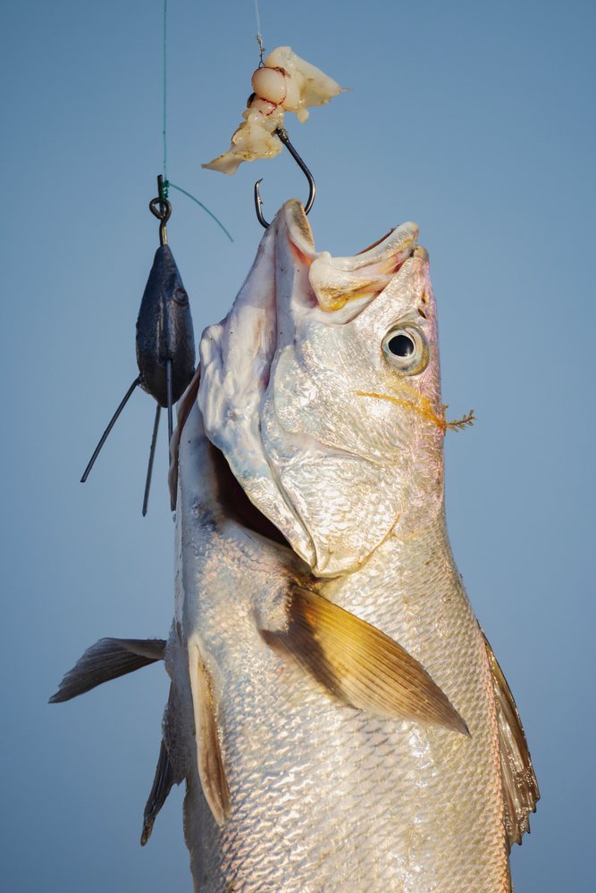 Fish caught on a baited fishing hook with fishing weight visible in Skeleton Coast National Park, under clear blue sky, landscape, wildlife, Shipwreck, Namibia.