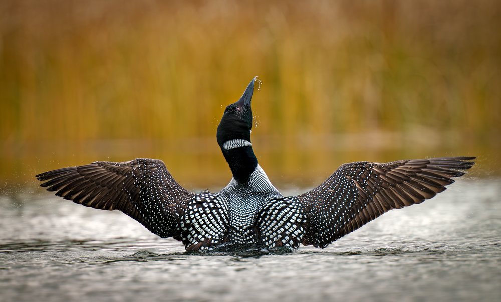 Loon with black and white plumage spreading wings and rising from lake water in a USA wildlife scene.