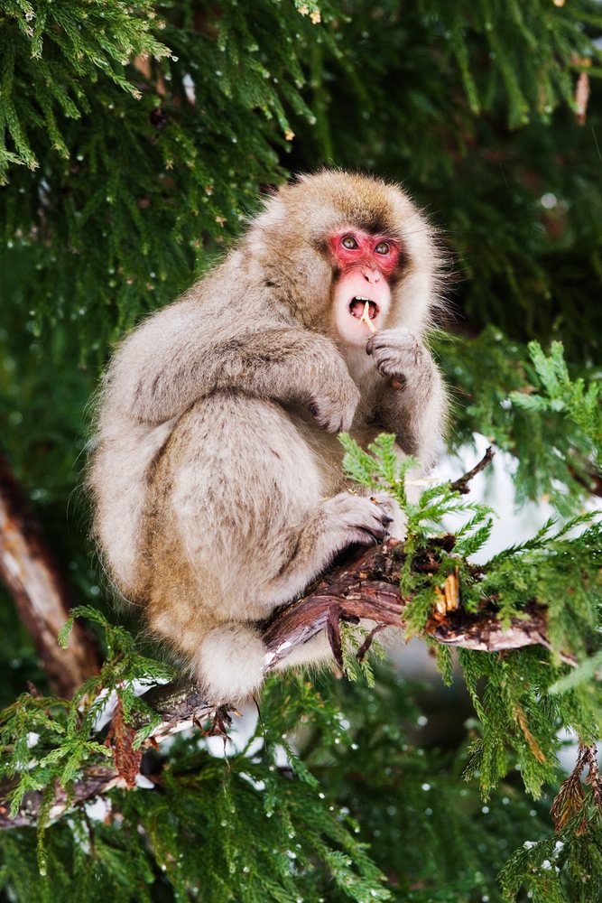 Japanese macaque with red face eating a twig while perched on a snow-covered tree branch in winter, Japan, Asia.