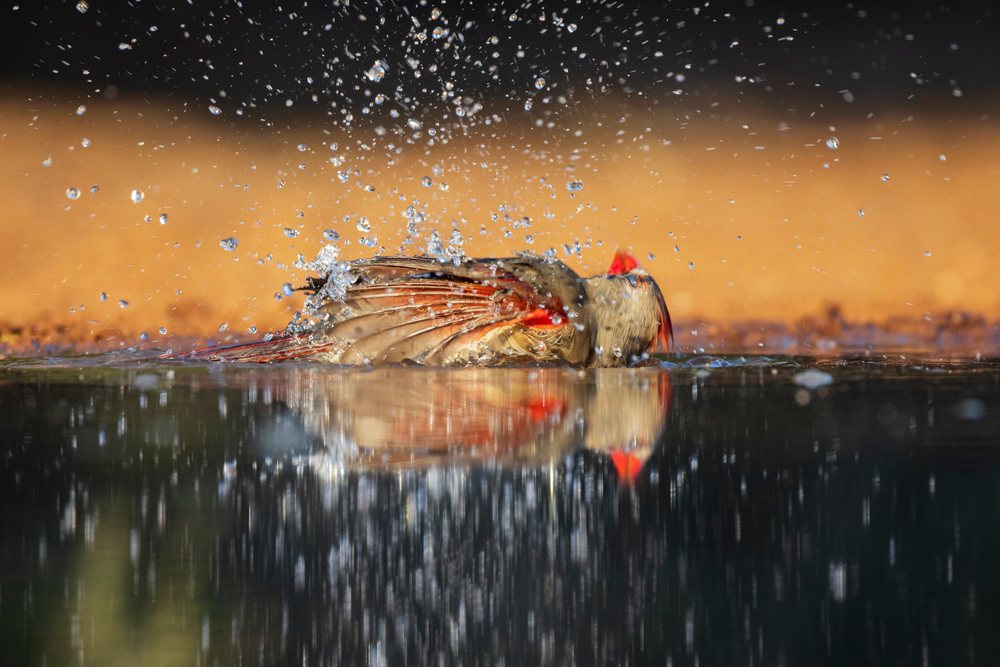 Female cardinal bathes and splashes water in a natural pond at Santa Clara Ranch, Wildlife, McCook, Texas, USA.