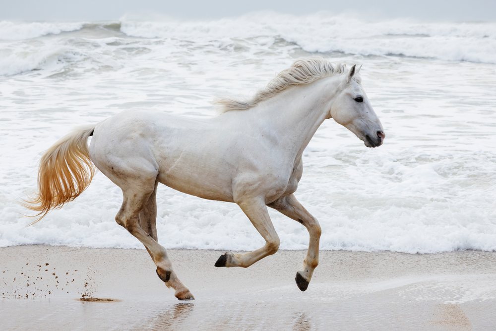 White horse running on sandy Beach with ocean waves crashing behind, Landscape, Lifestyle, Essaouira, Province, Morocco.