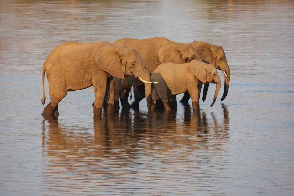 Herd of Elephants drinking from a muddy river, reflected in the water, Wildlife, Mfuwe, South Luangwa National Park, Zambia.