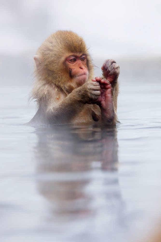Japanese macaque plays with its foot while sitting in the warm water of a hot spring, Jigokudani Onsen, Nagano, Japan.