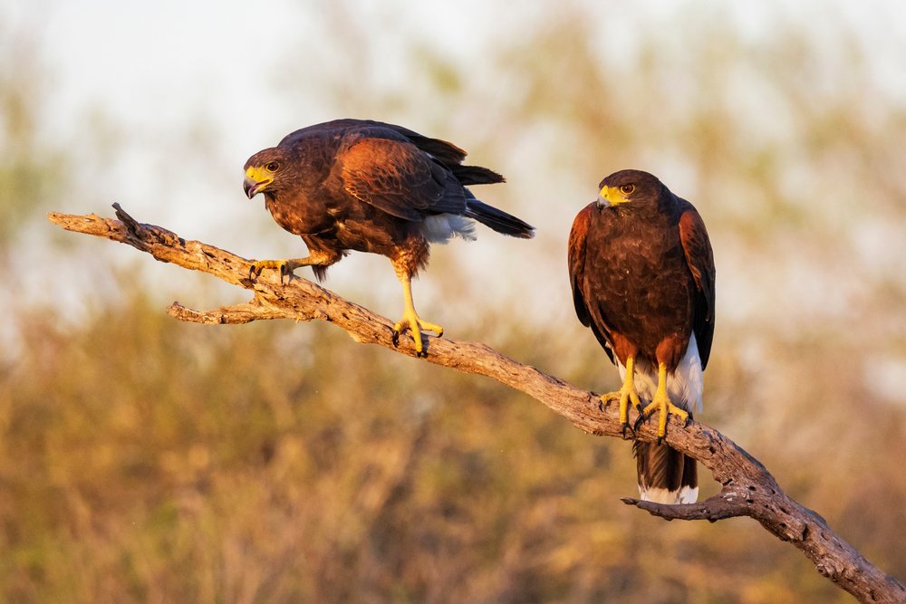 Two Harris hawks with brown and black feathers perched on a dead tree branch at Santa Clara Ranch in South, Wildlife, McCook, Texas, USA.