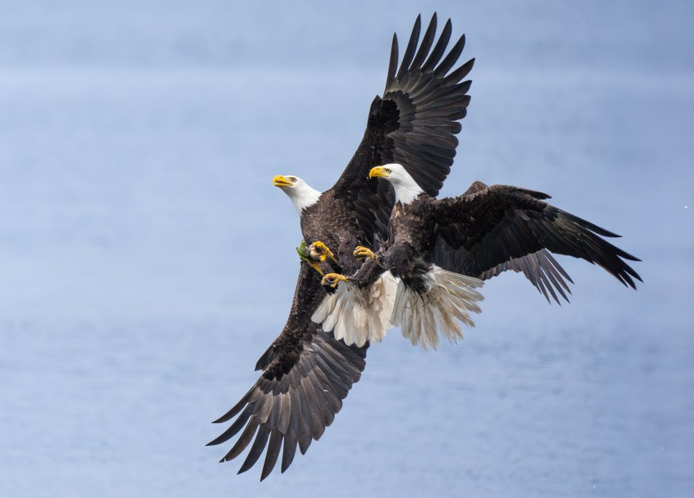 Pair of bald eagles fly with wings fully extended and talons visible against a clear blue sky, Washington State, USA.