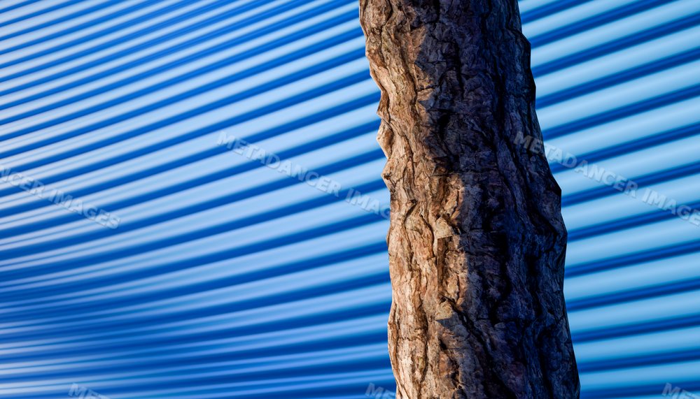 Close-up of a textured tree trunk with shadows on a blue striped wall