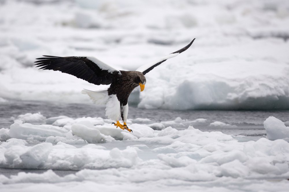 Steller's sea eagle landing on an ice floe amid snow and icy water, Shiretoko Peninsula, Hokkaido.