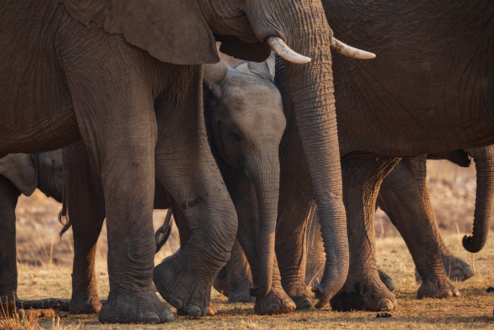 Herd of elephants including a baby elephant standing on dry grass, Zambia savannah, Wildlife, Mfuwe, South Luangwa National Park.