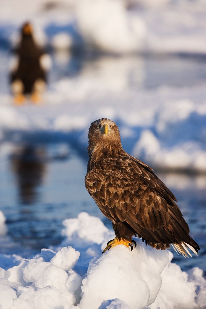 White-tailed eagle perched on snow near frozen water during winter, Japan, Asia.