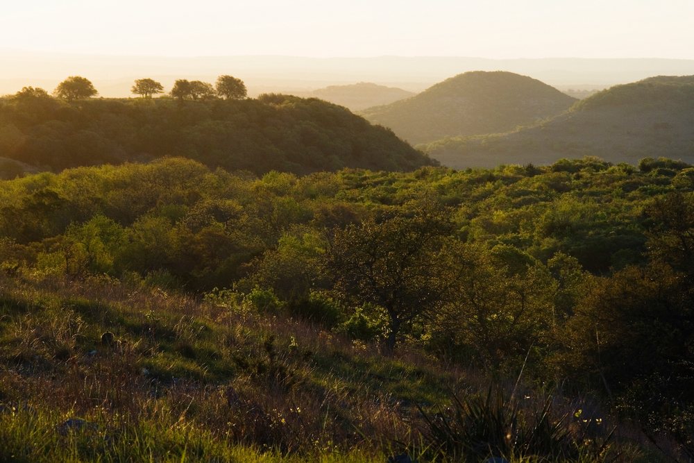 Rolling hills with dense tree coverage bathed in warm sunlight at sunset, wildlife, Texas, USA.