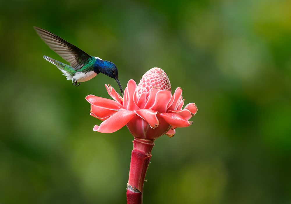 Hummingbird feeding on a vibrant pink tropical flower amid blurred green foliage in nature.