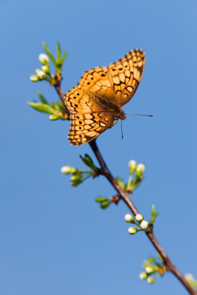 Variegated fritillary butterfly with orange and black markings perched on a budding branch under a clear blue sky in Texas outdoors, wildlife, USA.