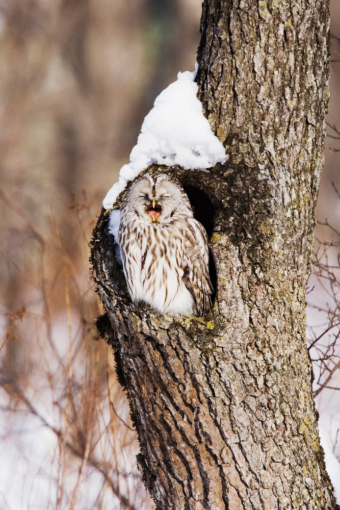 Ural owl perched inside a tree cavity in a snowy winter forest, Japan, Asia.