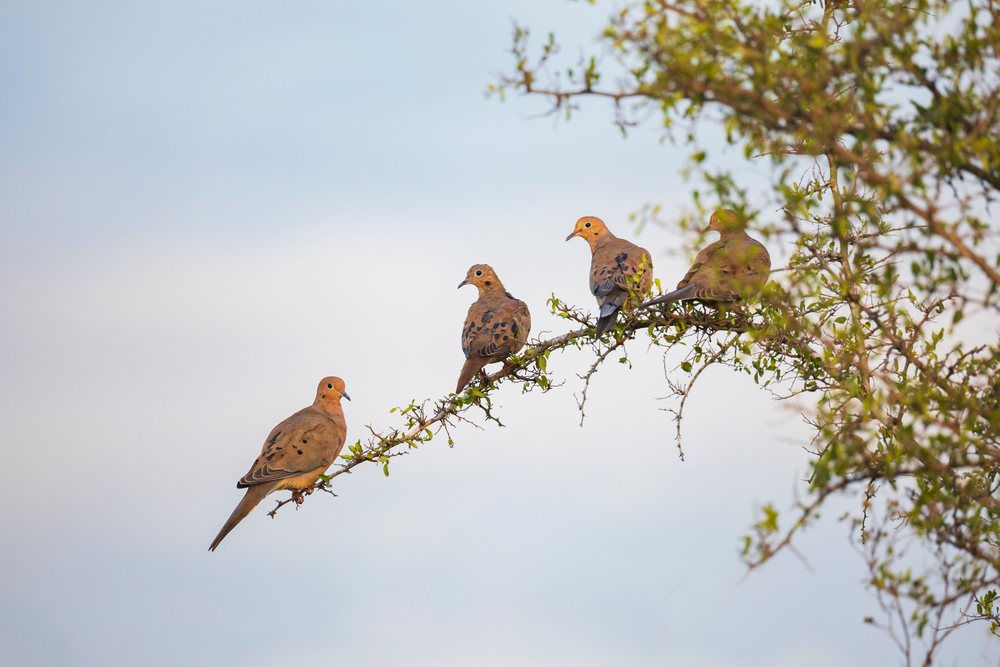 Four Doves perched on a tree branch at Sunset, Wildlife, Rio Grande City, Texas, USA.