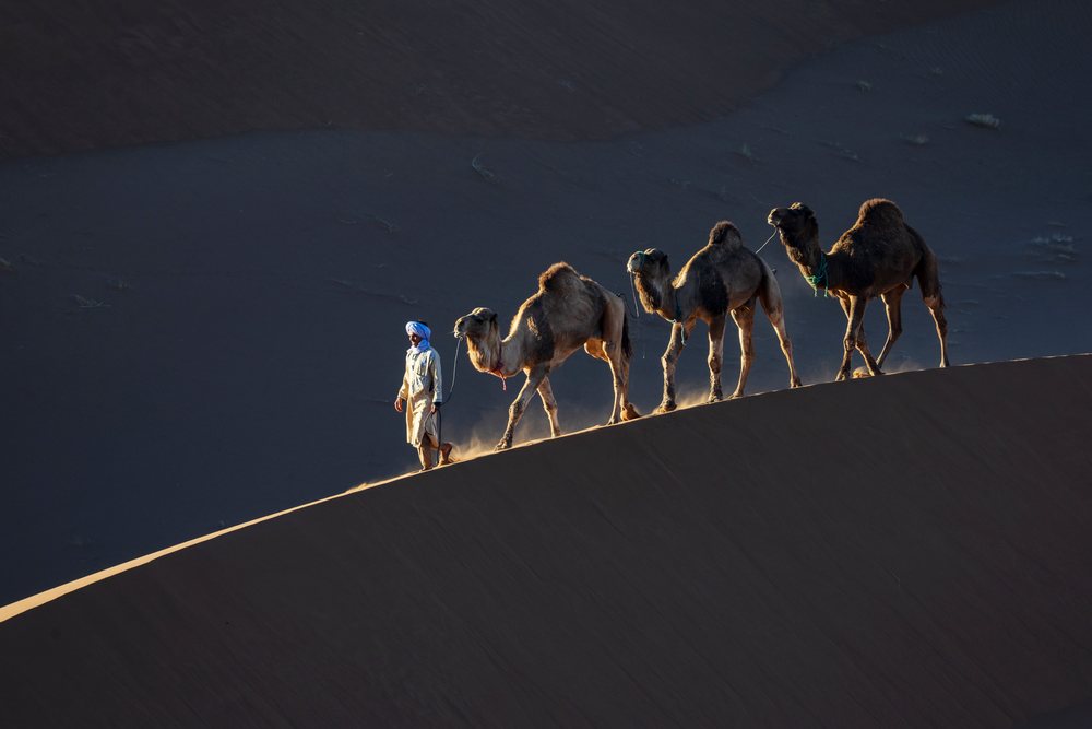 Berber Camel Herder, a Berber man in clothing leads a caravan of three two-humped camels walking along a sand dune ridge during late afternoon light, Lifestyle, Landscape, Culture, Chagaga, Morocco.