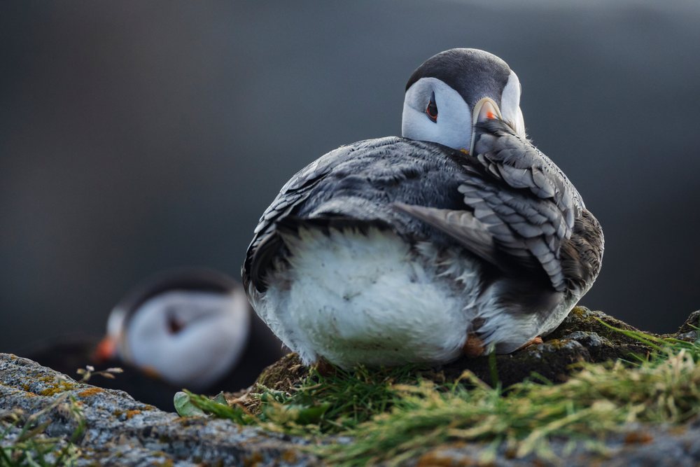 Two puffins resting on a rocky ledge with grass, Landscape, Cityscape, Lifestyle, Elliston, Newfoundland & Labrador, Canada.