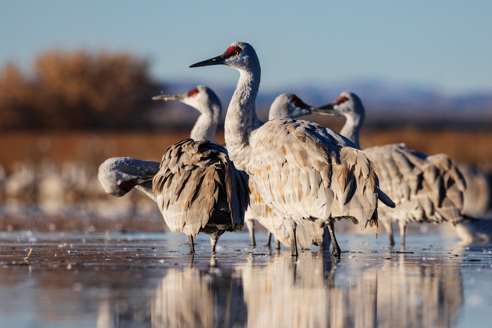 Sandhill Cranes roosting together in a shallow pond at Ladd S Gordon Waterfowl Complex, Bernardo Waterfowl Management Area, landscape, wildlife, Bernardo Waterfowl Management Ar, New Mexico, USA.