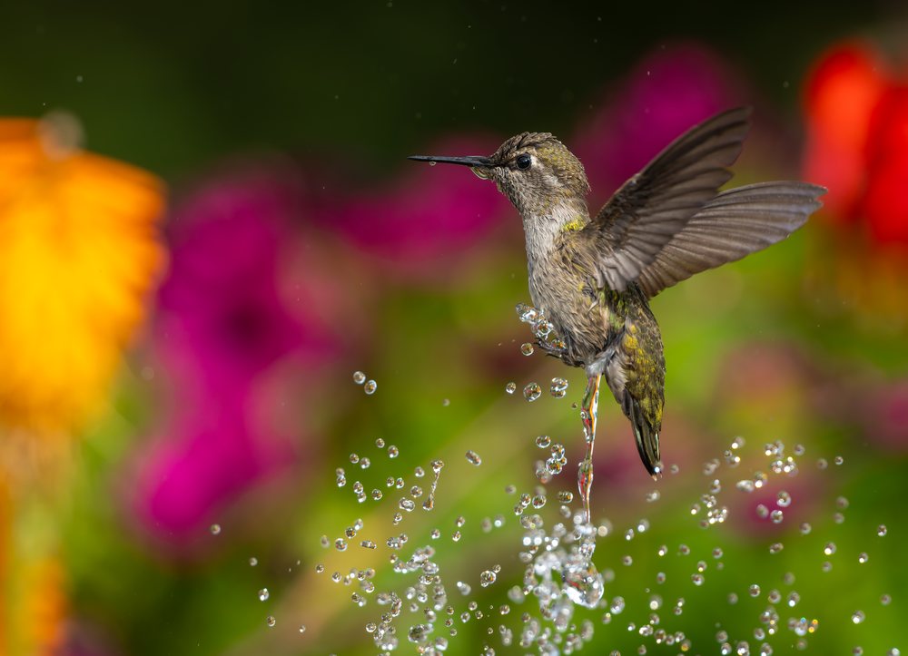 Hummingbird hovering above splashing water droplets with a colorful floral blurred background.