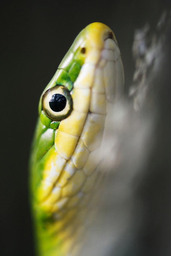 Close-up of a green tree snake's head showing detailed scales and eye in its natural Texas habitat, wildlife, USA.