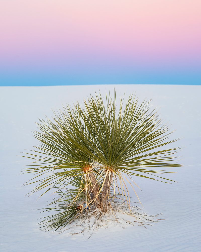 Soap Tree Yucca growing on a white sand dune at Dusk in white Sands National Park, landscape, wildlife, Alamogordo, New Mexico, USA.
