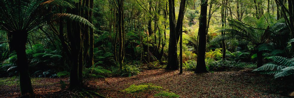 Dense temperate forest with diverse trees, ferns, moss, and sunlight filtering through the canopy in Otway National Park, Victoria, Temperate Forest Otway National Park Victoria, Australia.