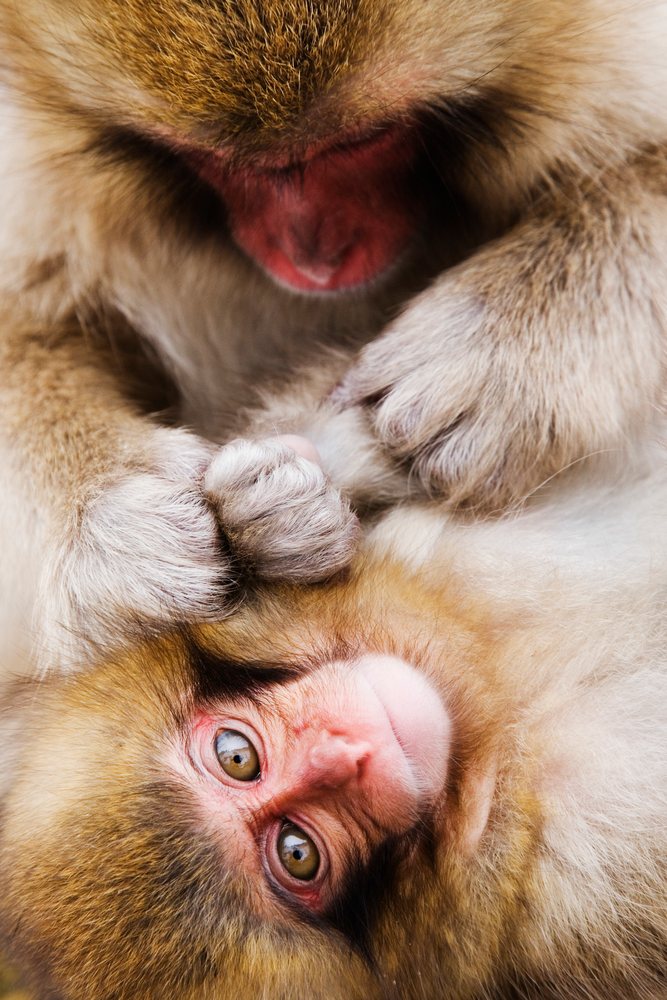 Close-up of a Japanese macaque mother grooming her baby in a wildlife scene during winter, Japan, Asia.