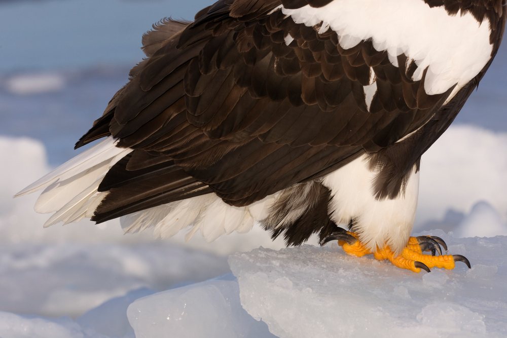 Steller's sea eagle with sharp yellow talons perched on icy surface in a cold outdoor environment.