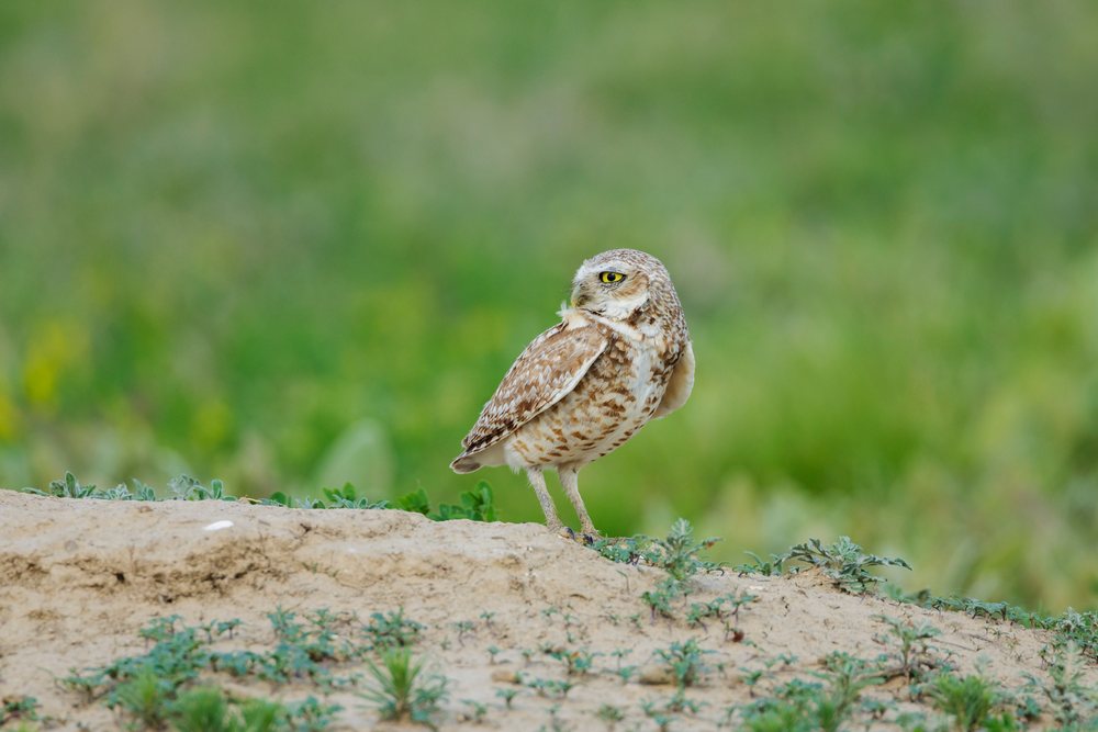 Burrowing Owl perched on sandy ground with green grass, Storm Chasing, Weather, Environment, Norton, Kansas, USA.