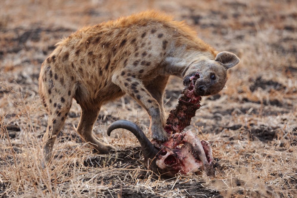 Hyena feeding on a Buffalo Skull in dry grassland, Wildlife, Mfuwe, South Luangwa National Park, Zambia.