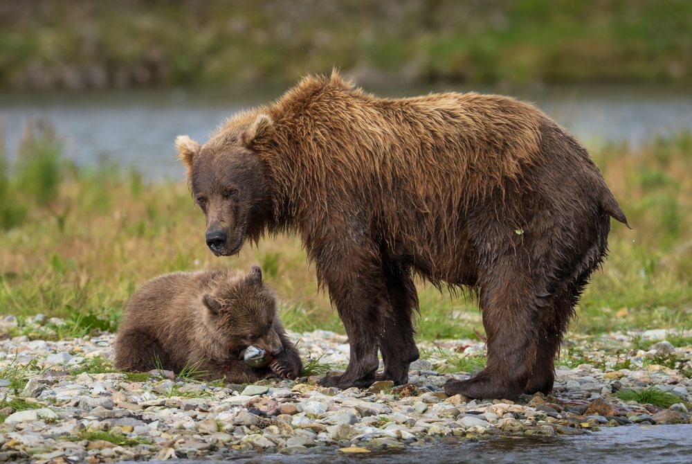 Alaskan Brown bear with cub eating fish on the riverbank, Katmai National Park, Alaska, USA.