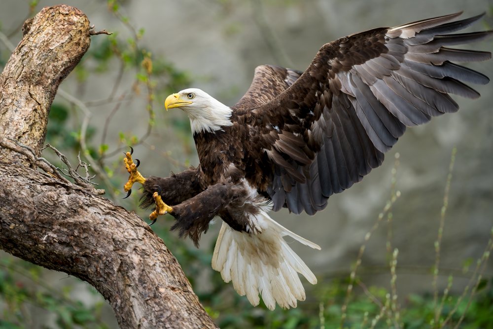 Bald eagle with open wings lands on a tree branch, Washington State, USA.