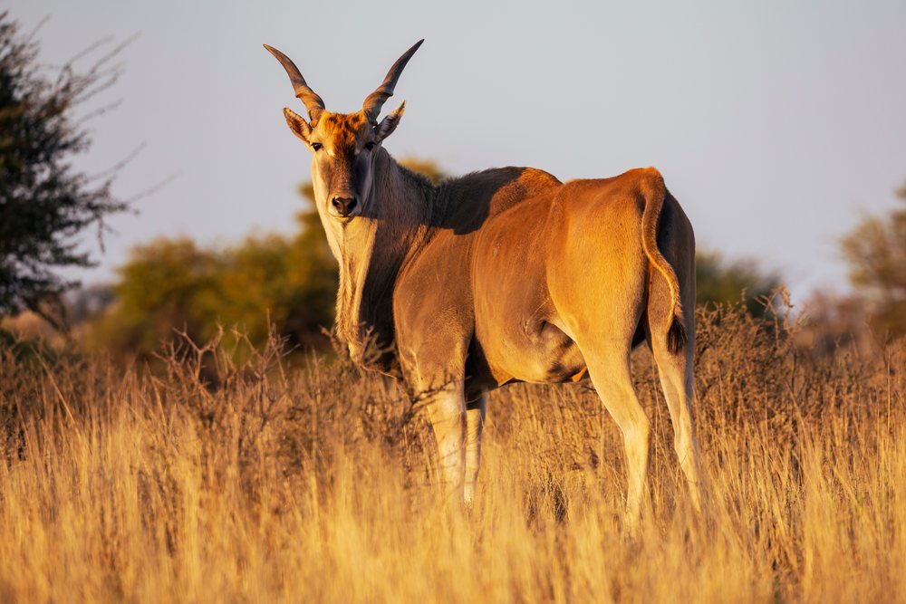 Eland with prominent curved horns stands in dry grassland, Wildlife, Vanzylsrus, Northern Cape, South Africa.