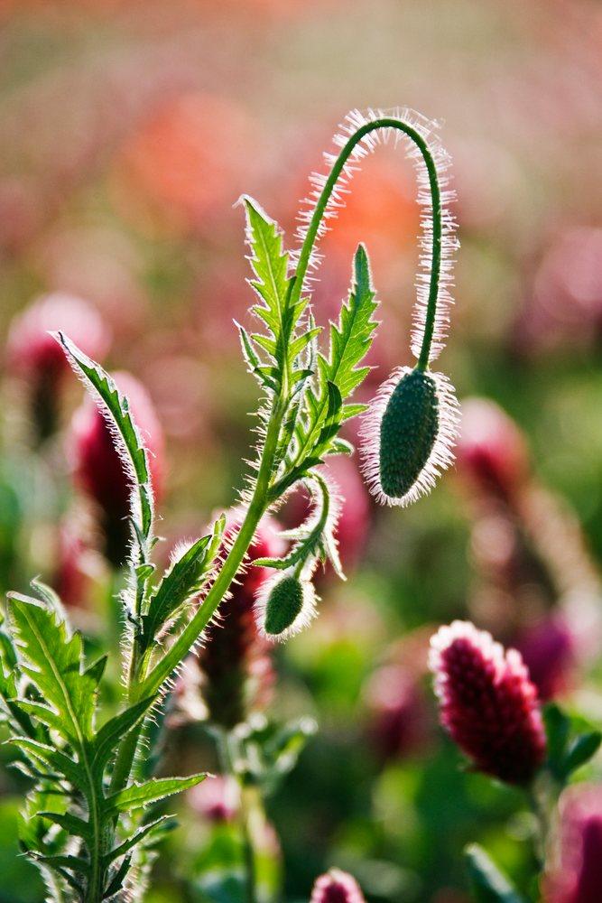 Close-up of a flower bud with green hairy stem and serrated green leaves in a sunlit meadow during spring or summer, Tuscany, Italy.