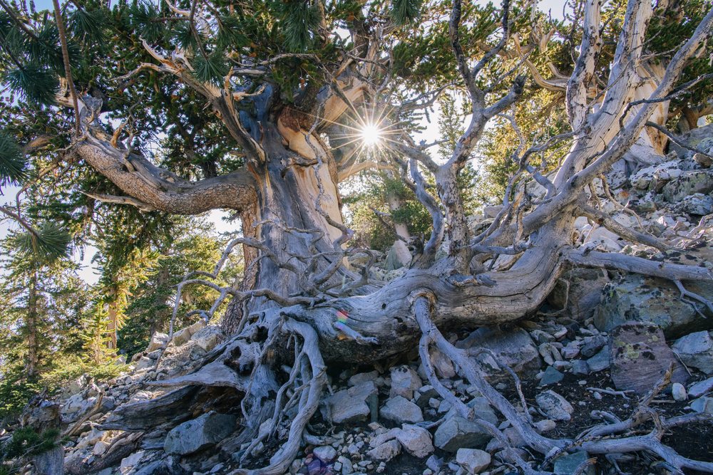 Ancient bristlecone pine tree with exposed roots on a rocky mountain slope under sunburst light, Great Basin, endorheic watersheds, North America, USA.