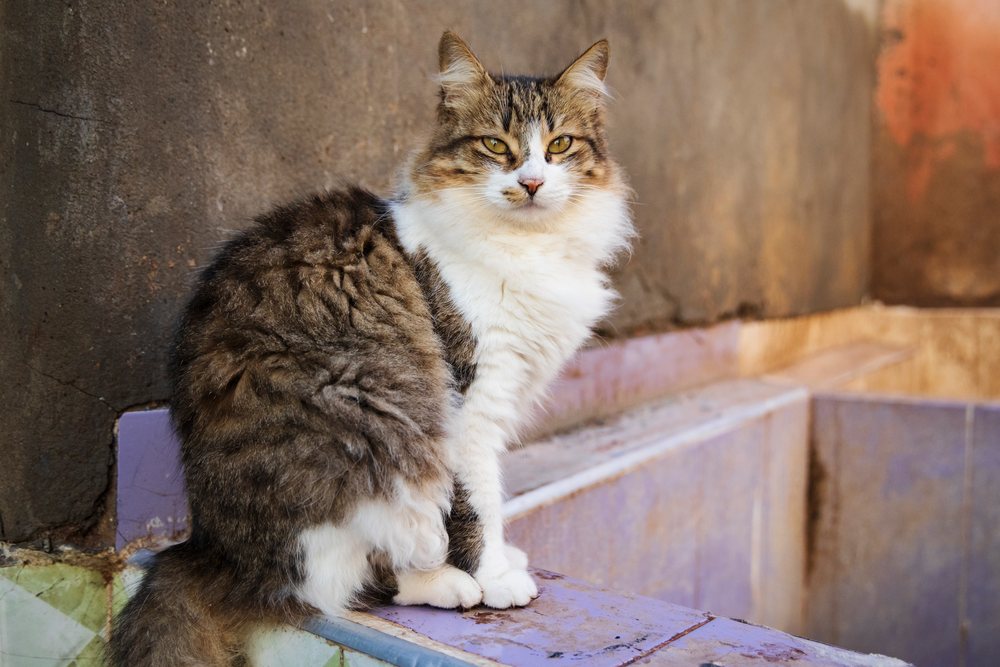 Cat with brown and white striped fur and yellow eyes resting on a tiled surface at a Tannery, Lifestyle, Landscape, Culture, Marrakech, Marrakesh-Safi Region, Morocco.