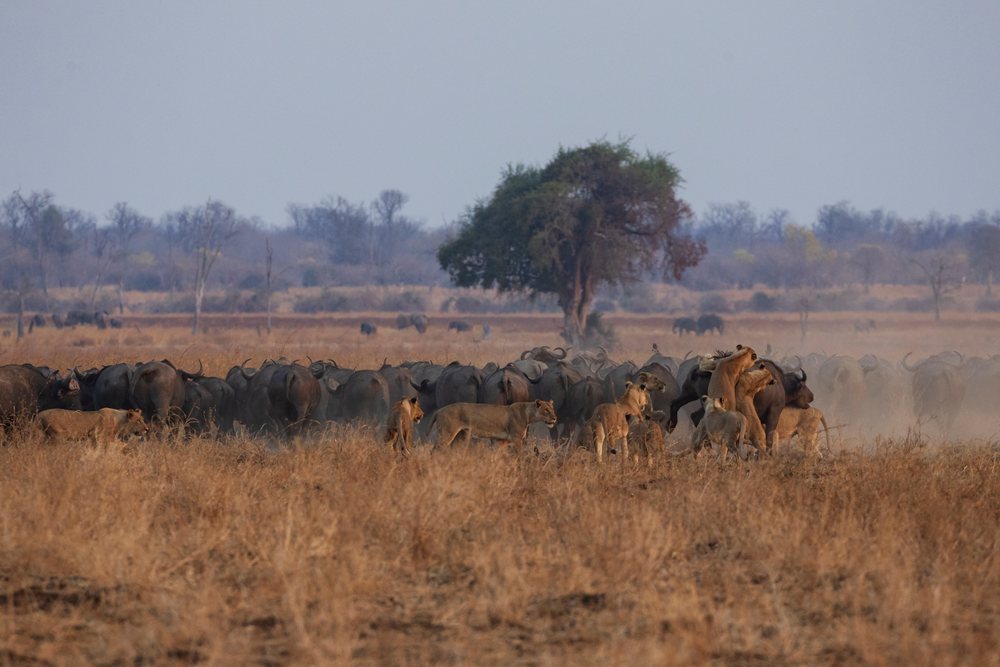 Cape buffalo herd under attack by a pride of lions in the dry grass savanna of, Wildlife, Mfuwe, South Luangwa National Park, Zambia.