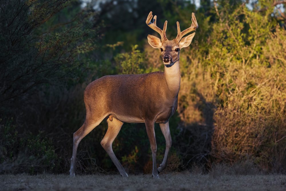 Deer buck with antlers stands in grass, during daylight with a forest background, Wildlife, Rio Grande Valley, Texas, USA.