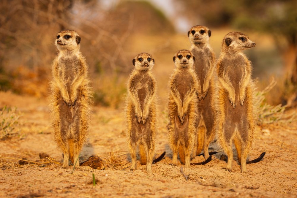 Five meerkats stand alert and sun themselves on sandy ground at Sunrise in the Kalahari Desert, Wildlife, Vanzylsrus, Northern Cape, South Africa.