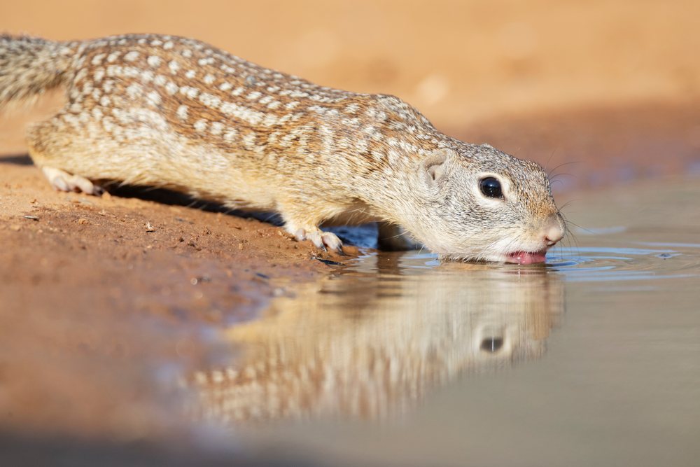 Mexican ground squirrel drinks from a calm waterhole in the arid landscape of, Wildlife, McCook, Texas, USA.