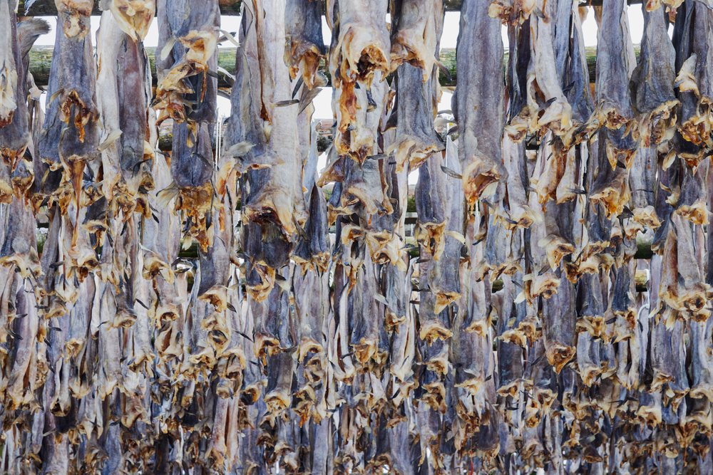 Multiple cod hung vertically on wooden racks outdoors in a fish drying area, Landscape, Henningsvaer, Lofoten, Norway.