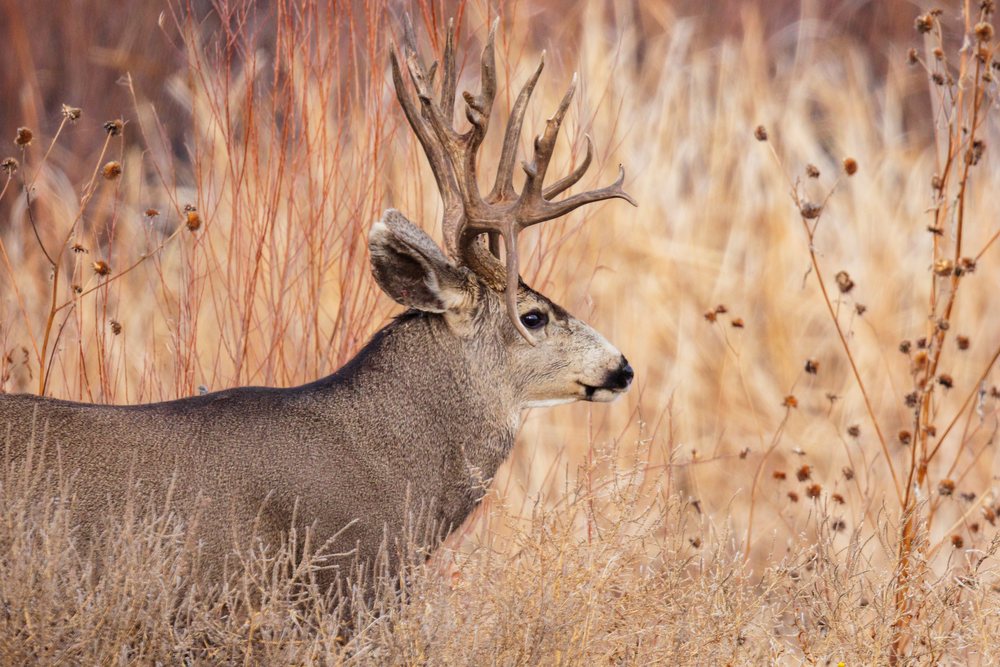Mule Deer Buck with large double drop tine antlers standing in dry grass and brush at Bosque del Apache, New Mexico desert, landscape, wildlife, San Antonio, USA.
