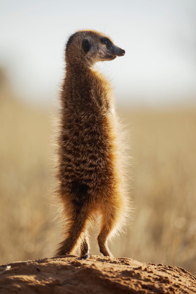 Meerkat standing upright alert on sandy soil with dry grass in the background in the Kalahari Desert, Wildlife, Vanzylsrus, Northern Cape, South Africa.
